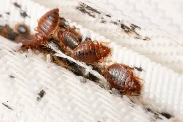 Bed Bugs Control