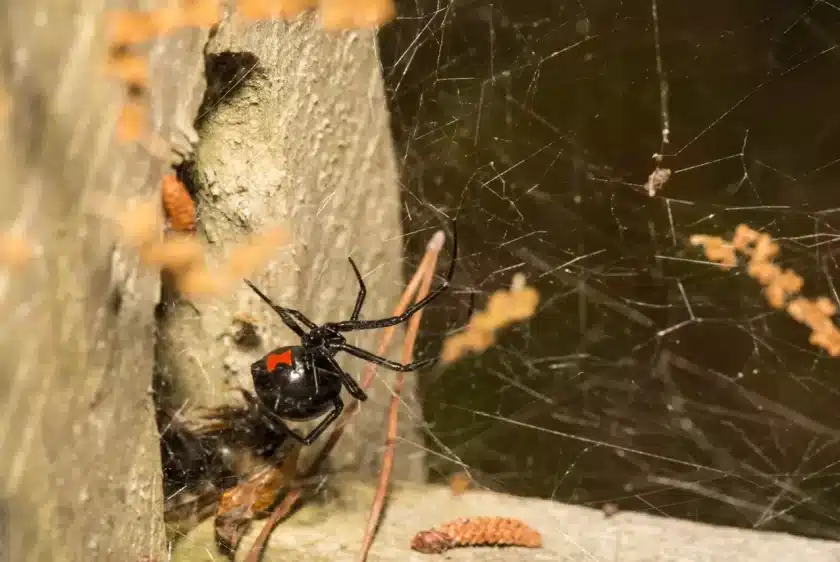 Spider Control In Malaysia