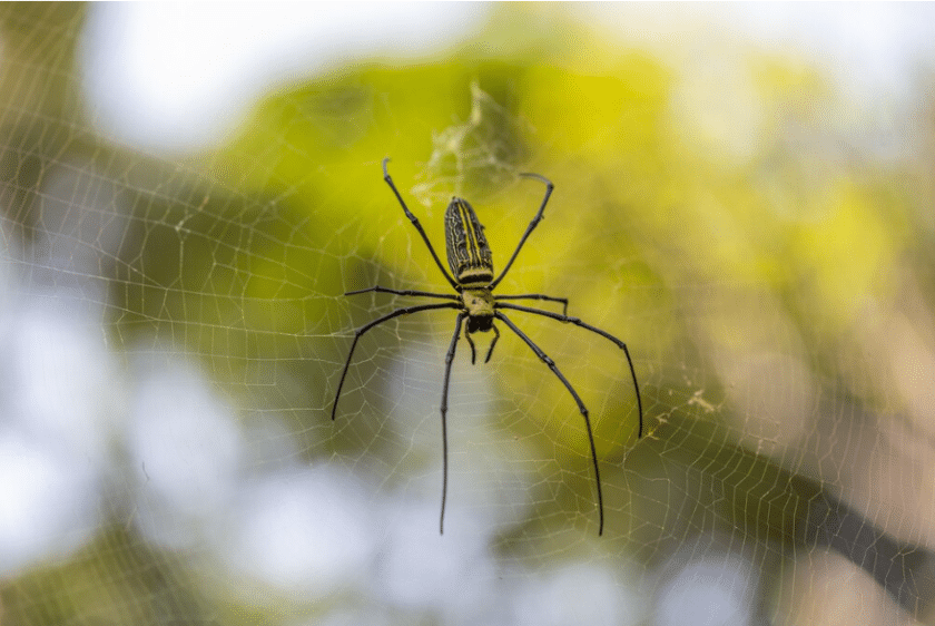 the spiders control malaysia