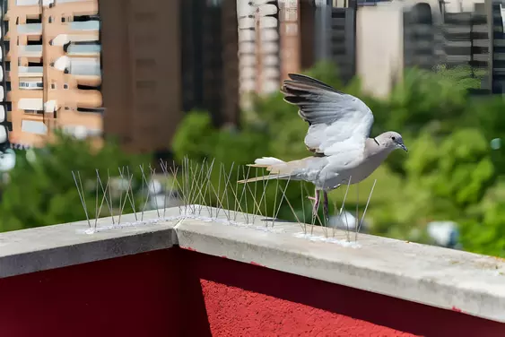 birds control in malaysia