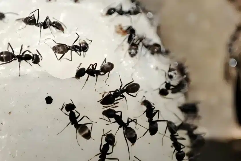 Ants Control In Malaysia